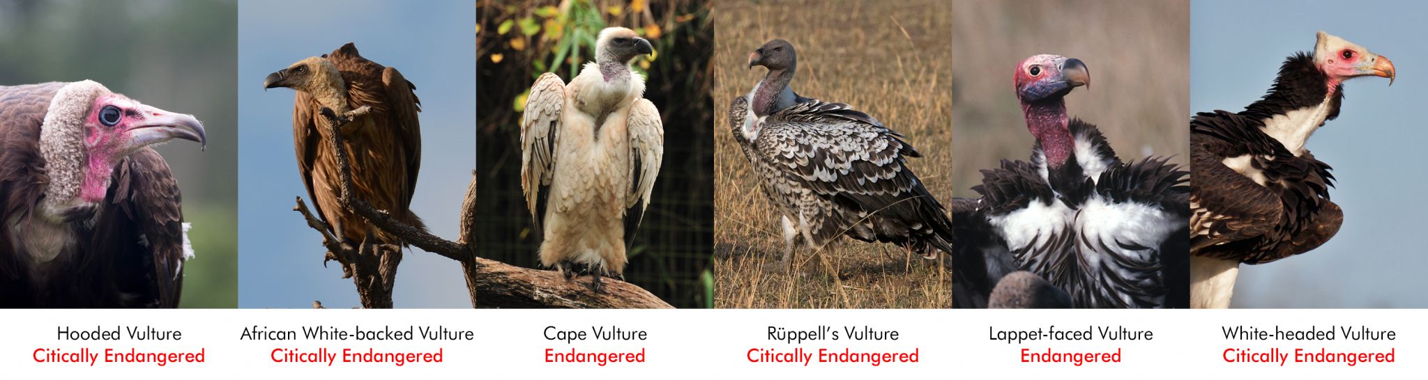 Study concludes extinction is a real threat for African vultures - Hawk ...