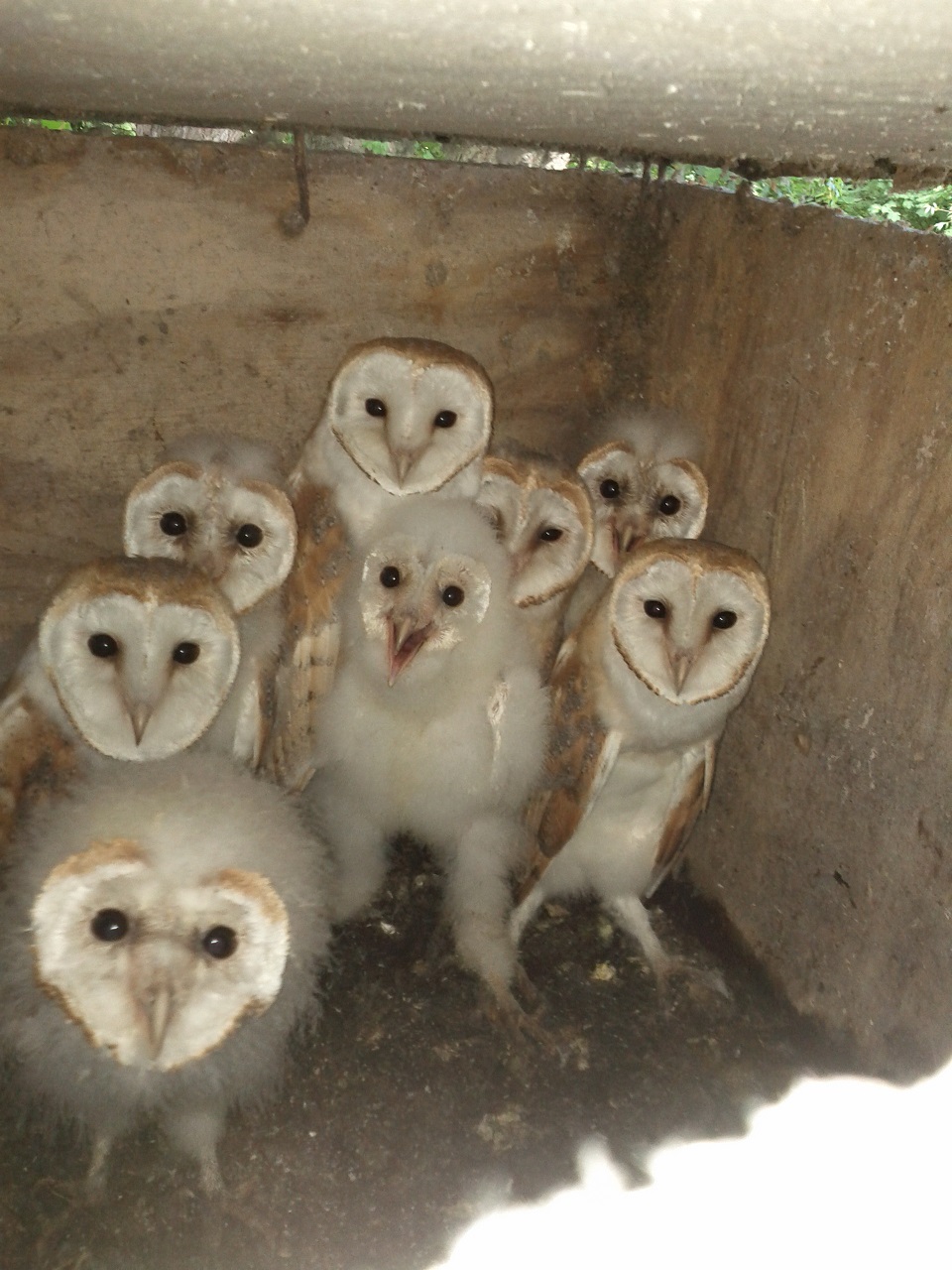 Raptor Nest Box Project - protecting the UK's birds of prey - Hawk ...