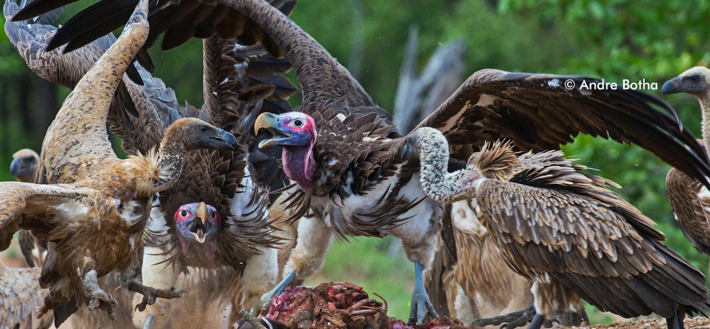 Shaping southern Africa's greatest sanctuary for transfrontier vultures -  Peace Parks Foundation