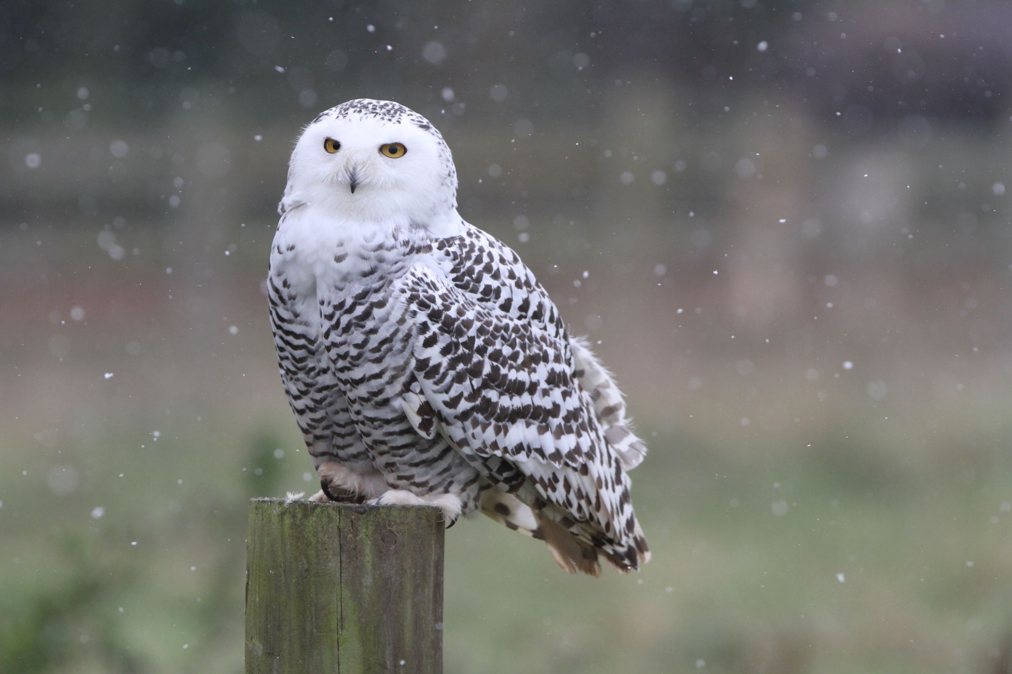 Snow photography days in Hampshire. Catch a Snowy Owl in the snow