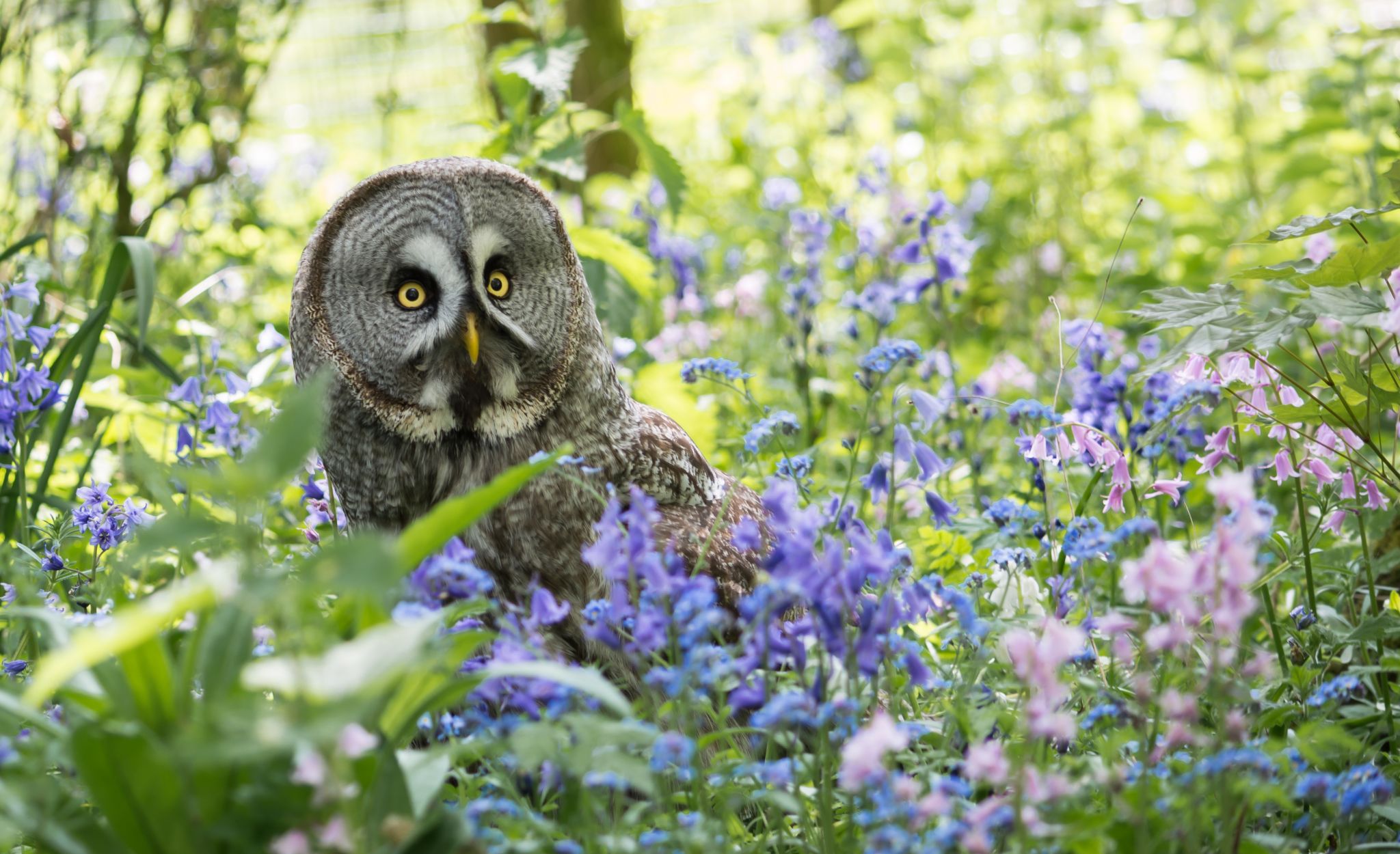 Leave a legacy to our bird of prey conservation charity in Hampshire ...