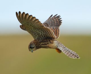 How You Can Help Save Birds of Prey - National Park Trust
