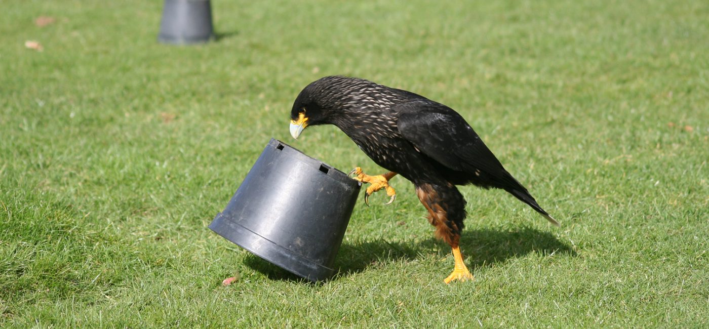 Recognising birds of prey - Norfolk Wildlife Trust