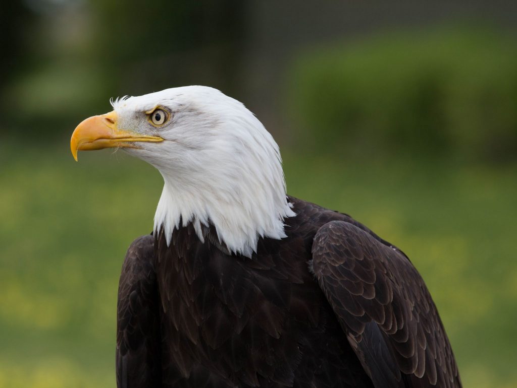 Photographic Competition Gallery - Hawk Conservancy Trust