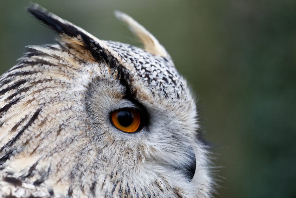 Photographic Competition Gallery - Hawk Conservancy Trust