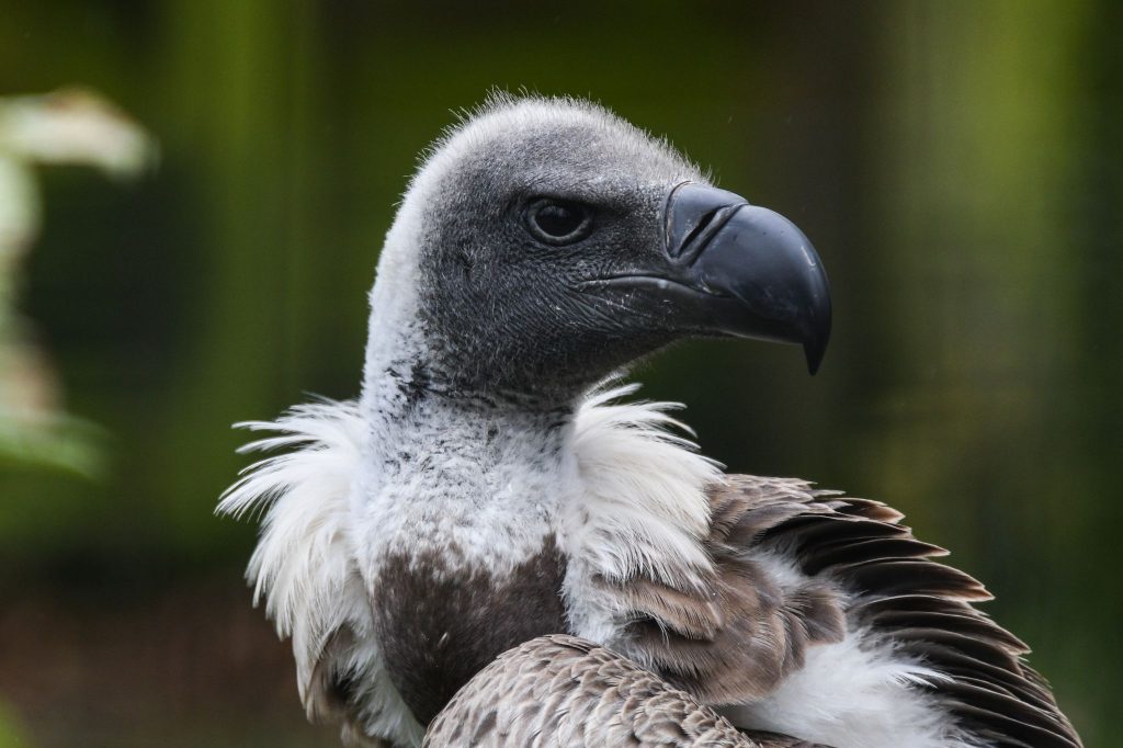 Photographic Competition Gallery - Hawk Conservancy Trust