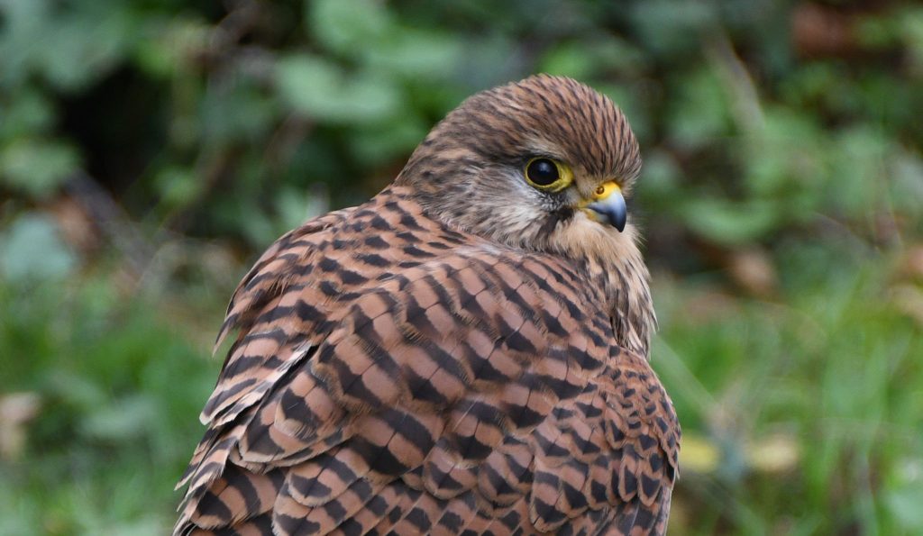 Photographic Competition Gallery - Hawk Conservancy Trust