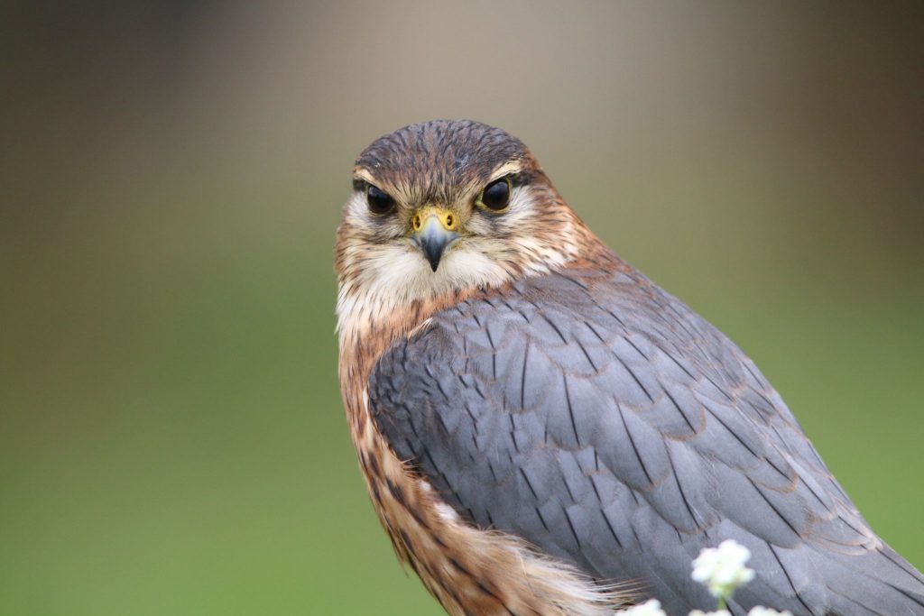 Photographic Competition Gallery - Hawk Conservancy Trust