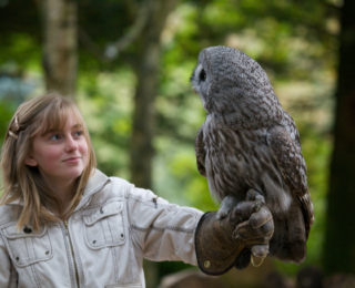 The Wildlife Trusts - Five of our more frequently seen birds of prey! 🦅  🔍Sparrowhawk - fairly small and the one you're most likely to see in your  garden. They have grey