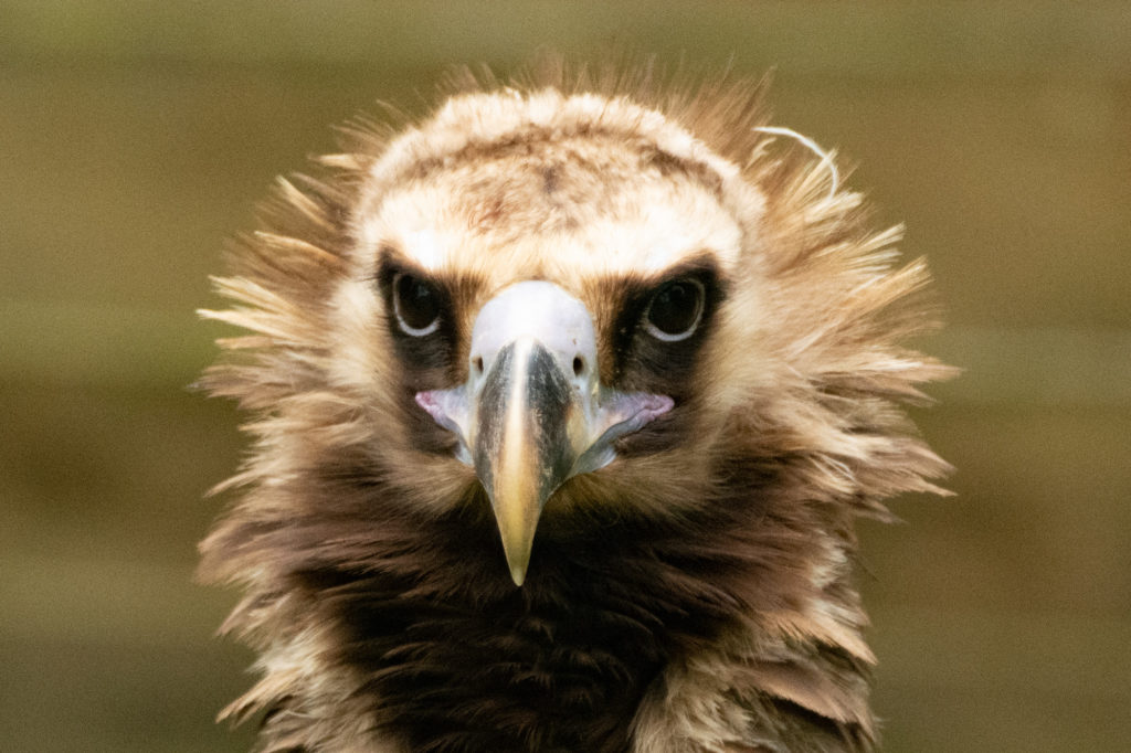 Get Creative for Vultures! - Hawk Conservancy Trust - Hawk Conservancy ...