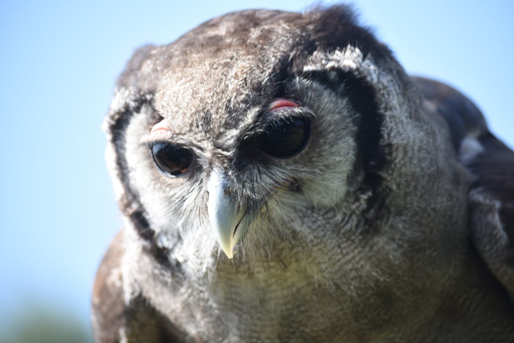 Photographic Competition Gallery - Hawk Conservancy Trust