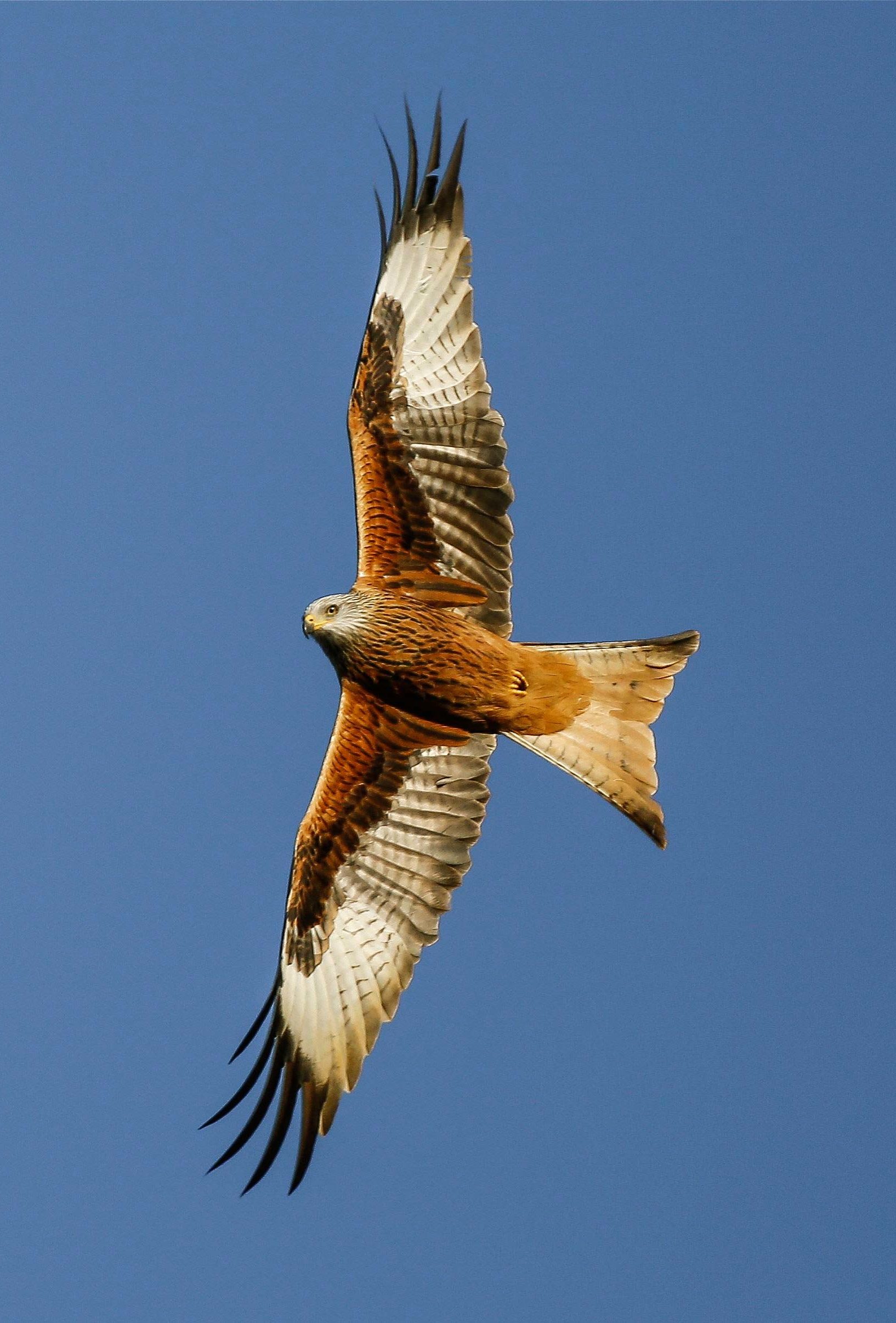 red kite info