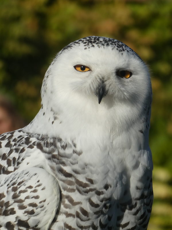 Adopt a Snowy Owl - Hawk Conservancy Trust - Hawk Conservancy Trust