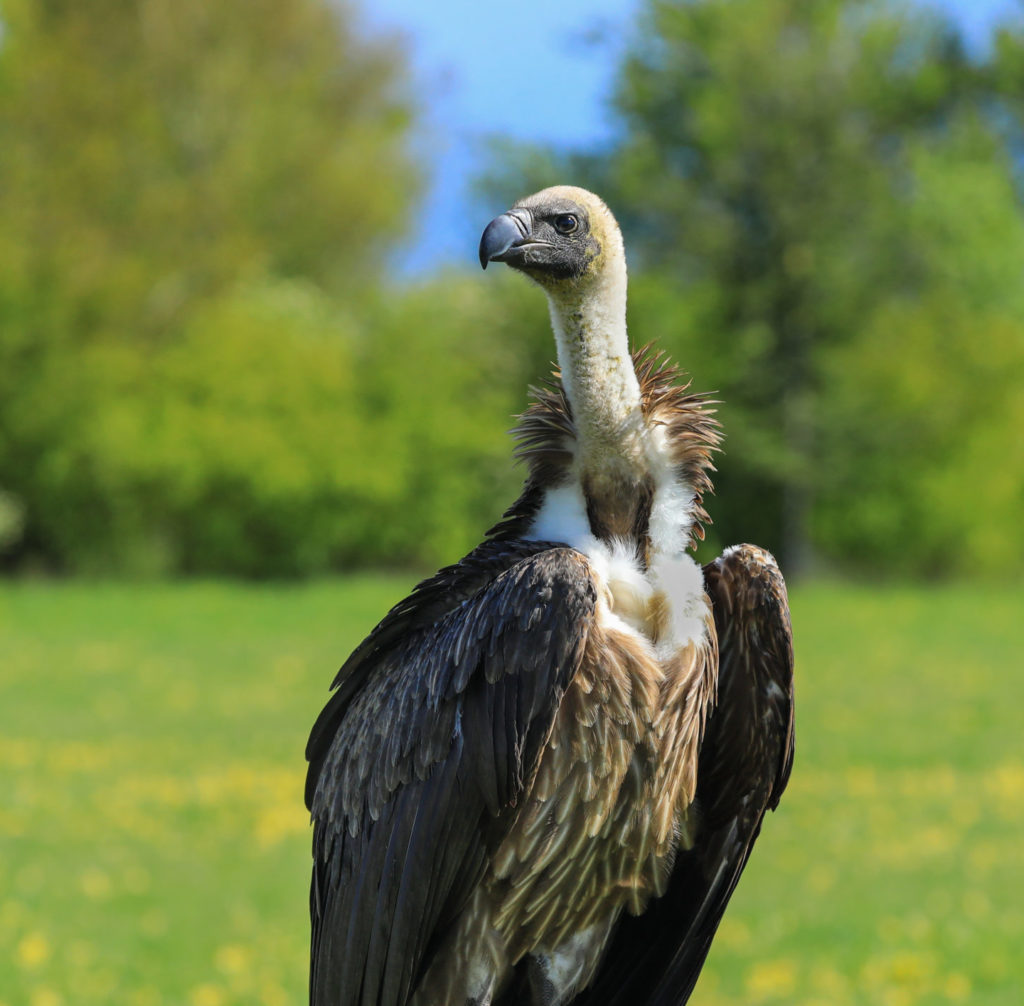 Poison response training in Uganda - Hawk Conservancy Trust - Hawk ...