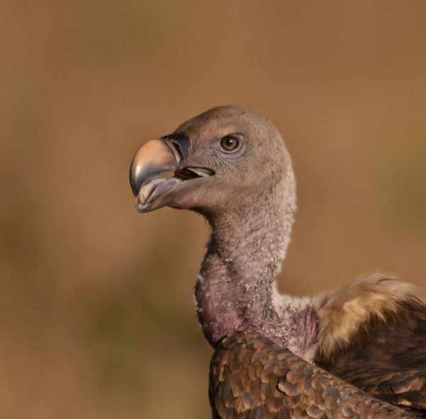 Poison response training in Uganda - Hawk Conservancy Trust - Hawk ...