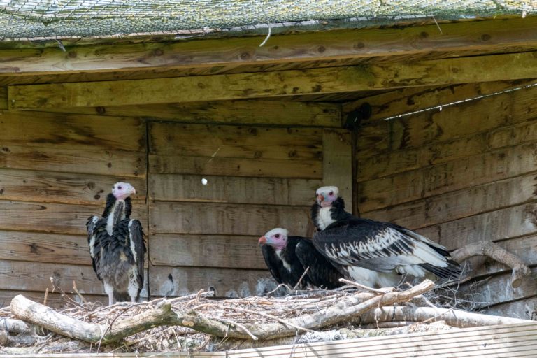 Vulture Breeding 101 - Hawk Conservancy Trust - Hawk Conservancy Trust