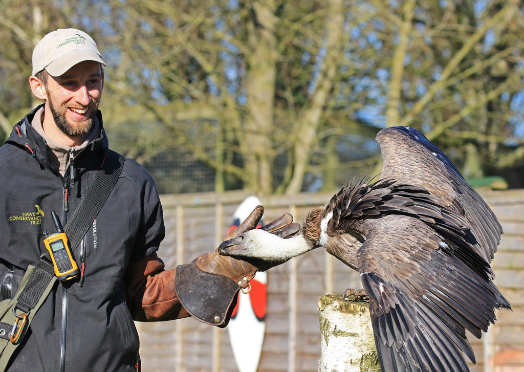 Vulture Breeding 101 - Hawk Conservancy Trust - Hawk Conservancy Trust