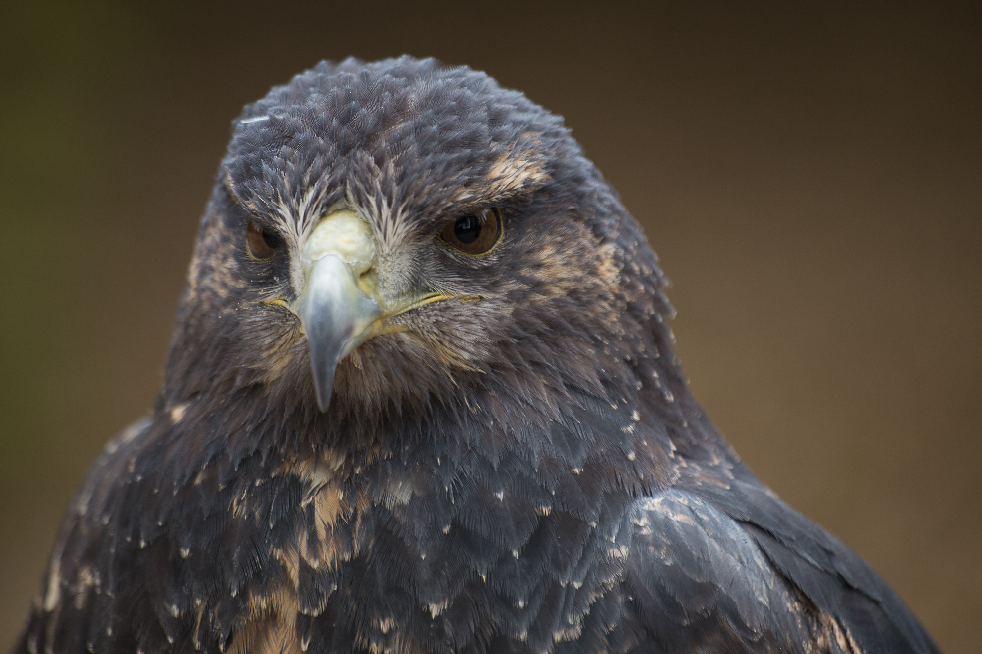 Ben and Azura - Hawk Conservancy Trust - Hawk Conservancy Trust