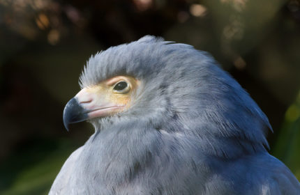 Wildlife day out in Hampshire, birds of prey conservation at the Hawk ...