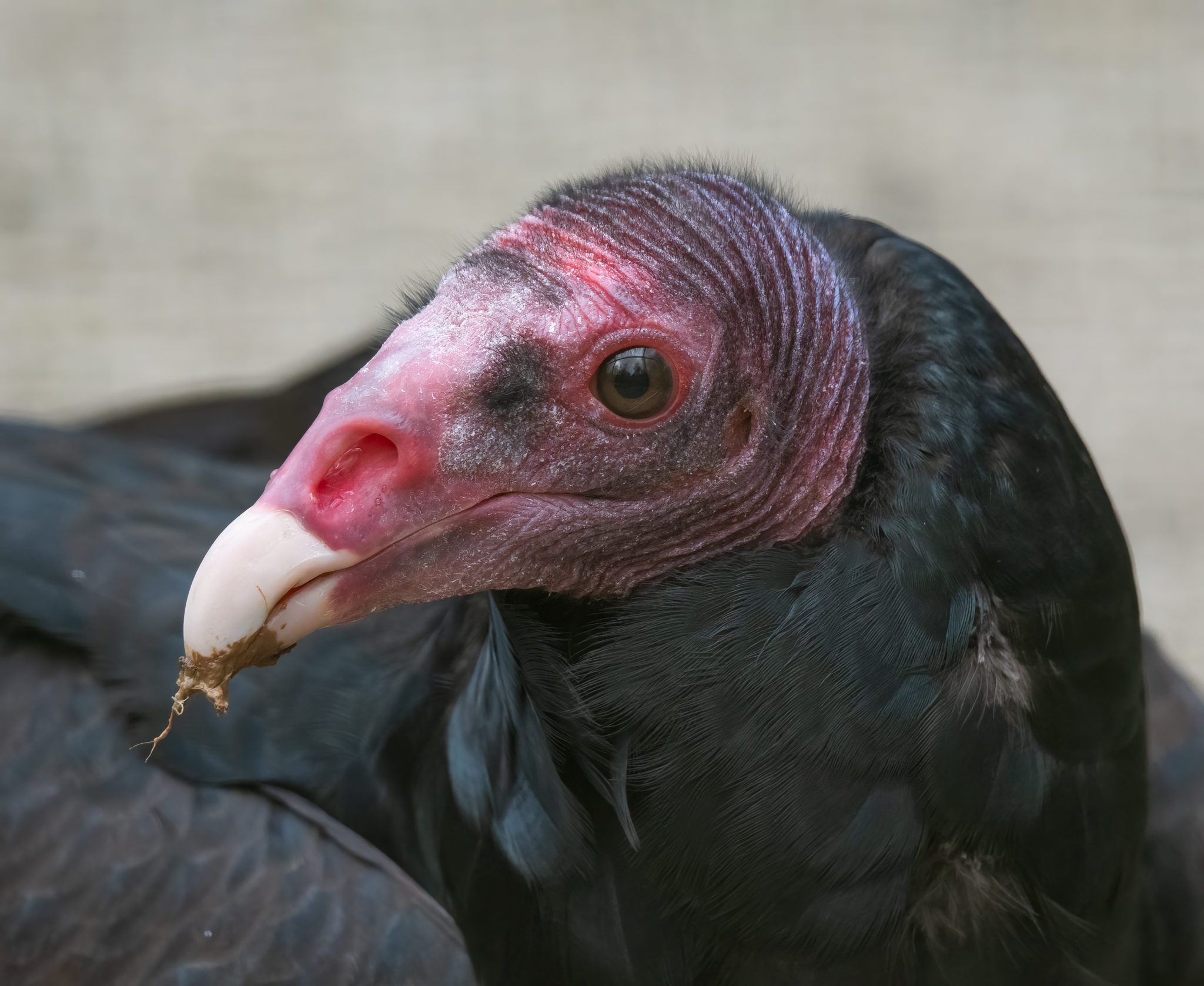 Bird of prey photo gallery - Hawk Conservancy Trust, Hampshire - Hawk Conservancy Trust