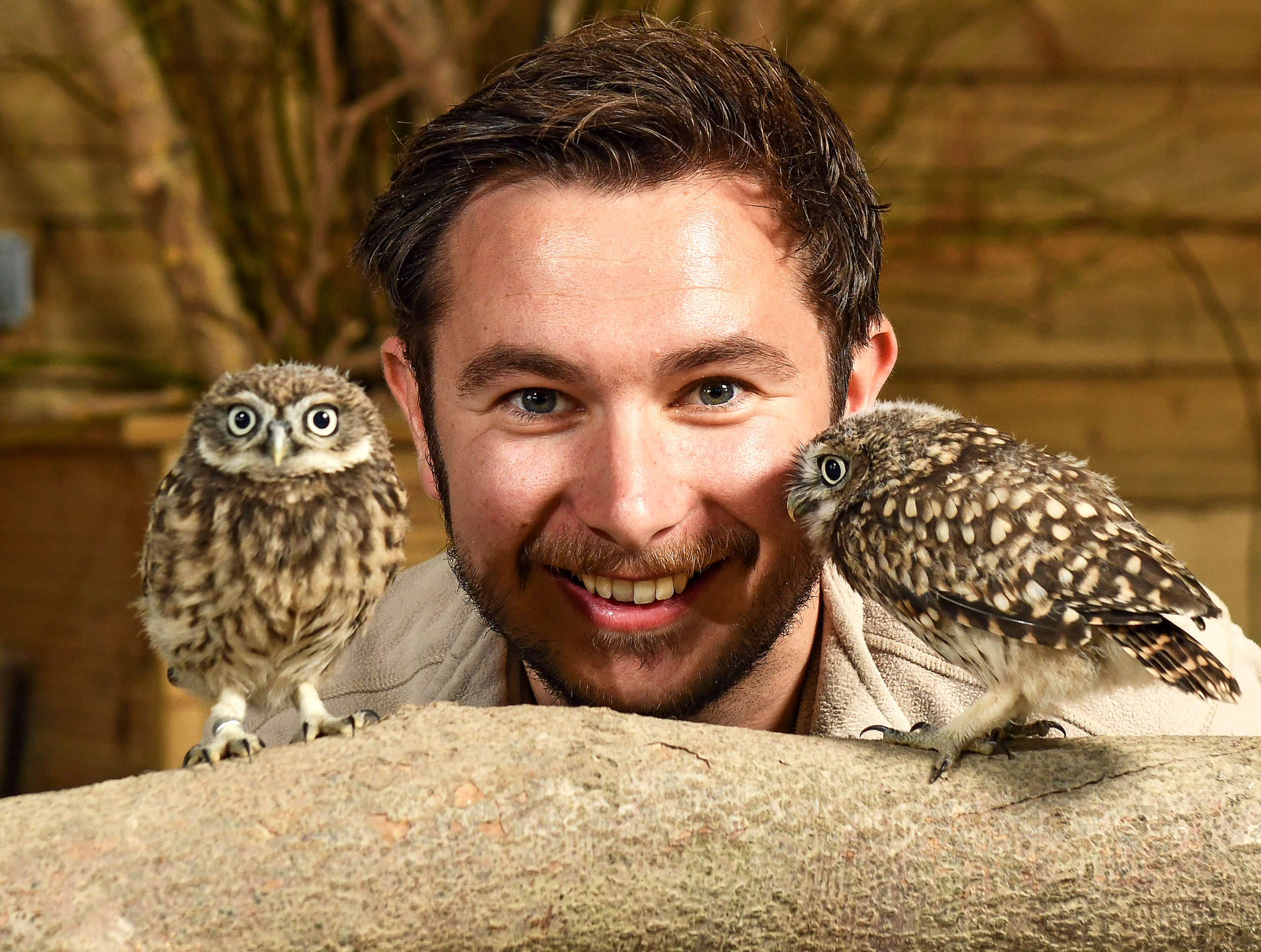 Rearing Little Owls - Hawk Conservancy Trust - Hawk Conservancy Trust